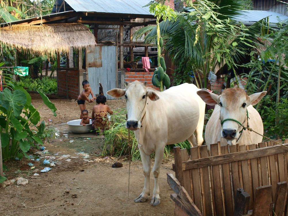 c'est l'heure du bain sous le regard des vaches !